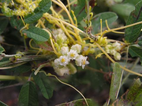 Cuscuta Chinesis Extract 